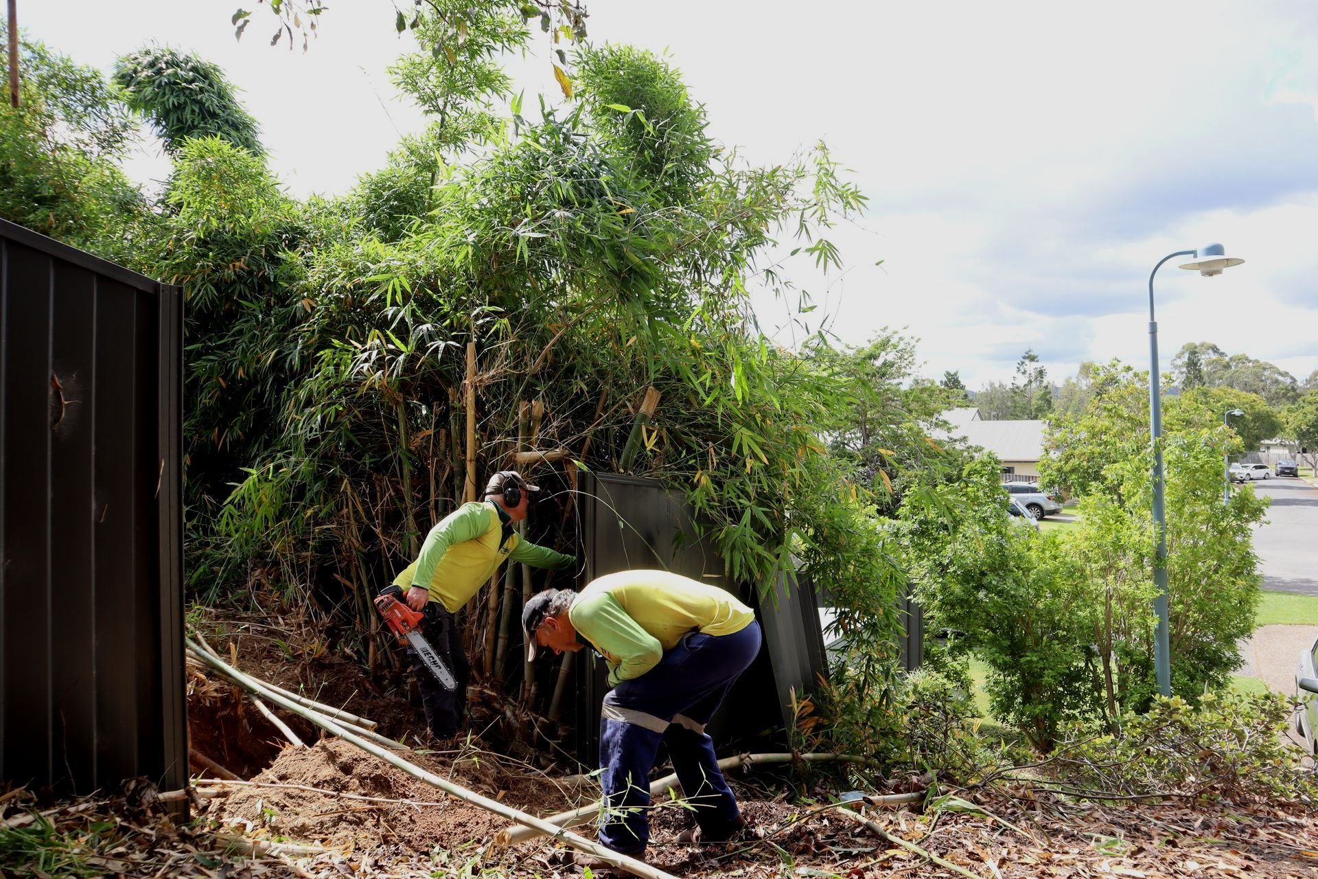 Bamboo removal