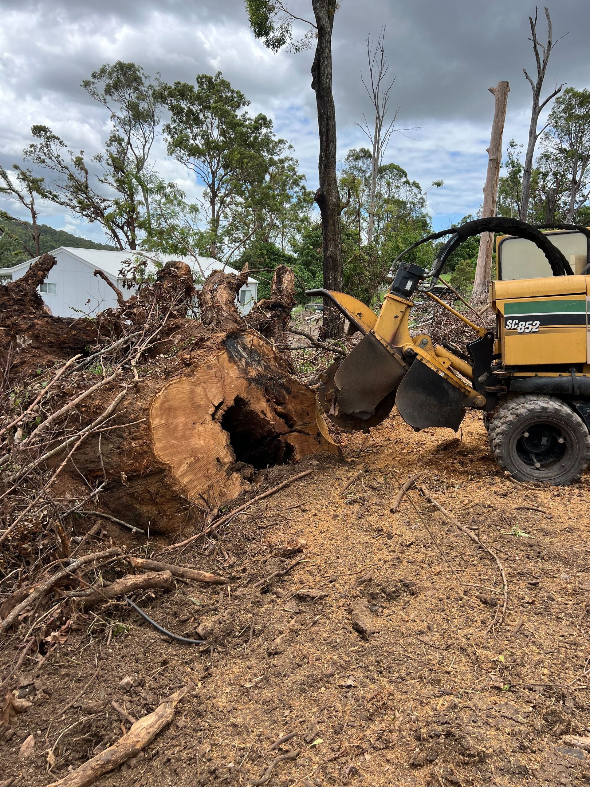 Fallen tree removal