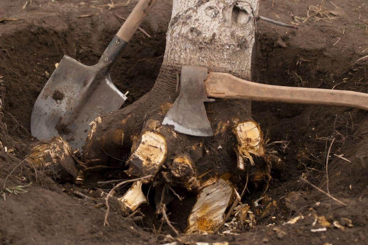 stump grinding Gold Coast