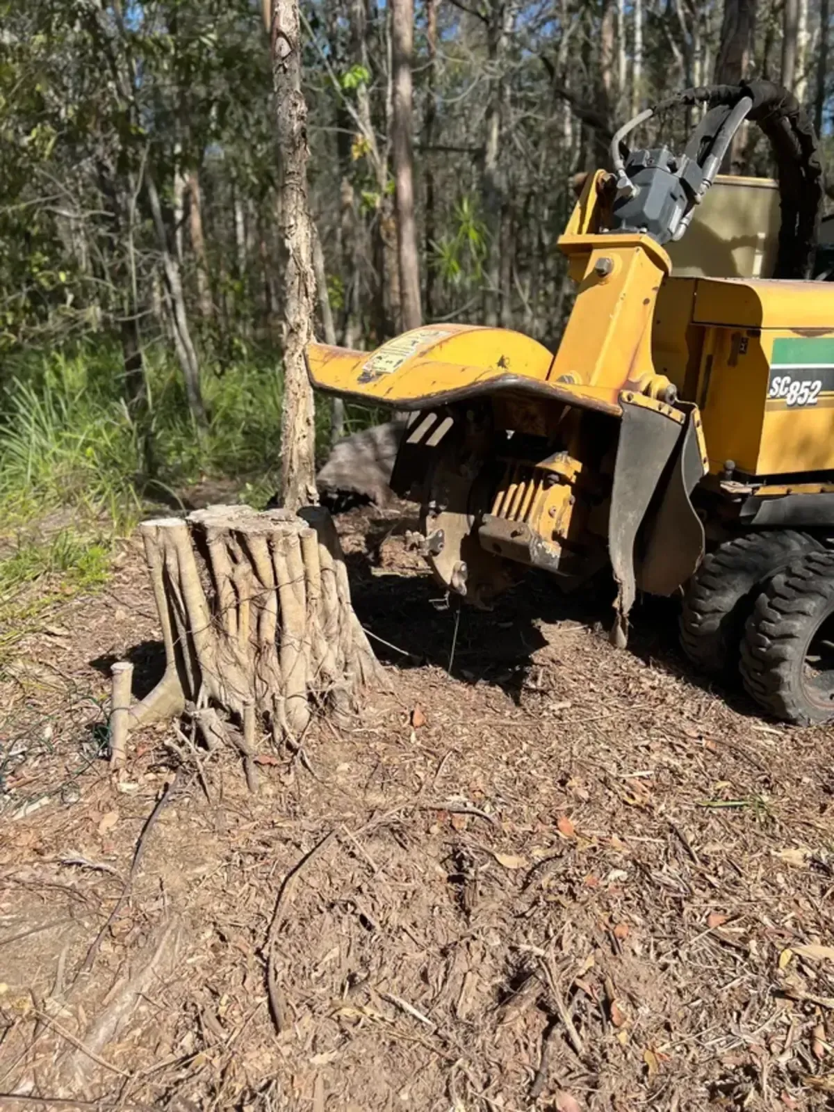 stump removal gold coast
