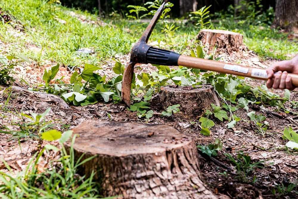 stump grinding Gold Coast