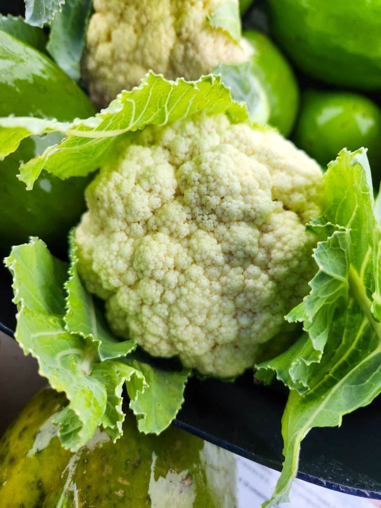 Cauliflower grown without pesticides in Tampa Bay Florida