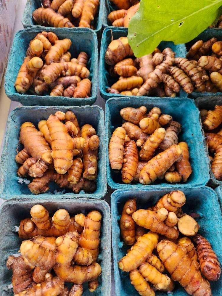 Locally grown turmeric at Peach Pit Farms
