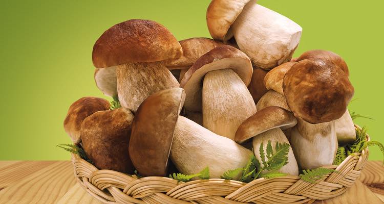 Funghi Porcini
