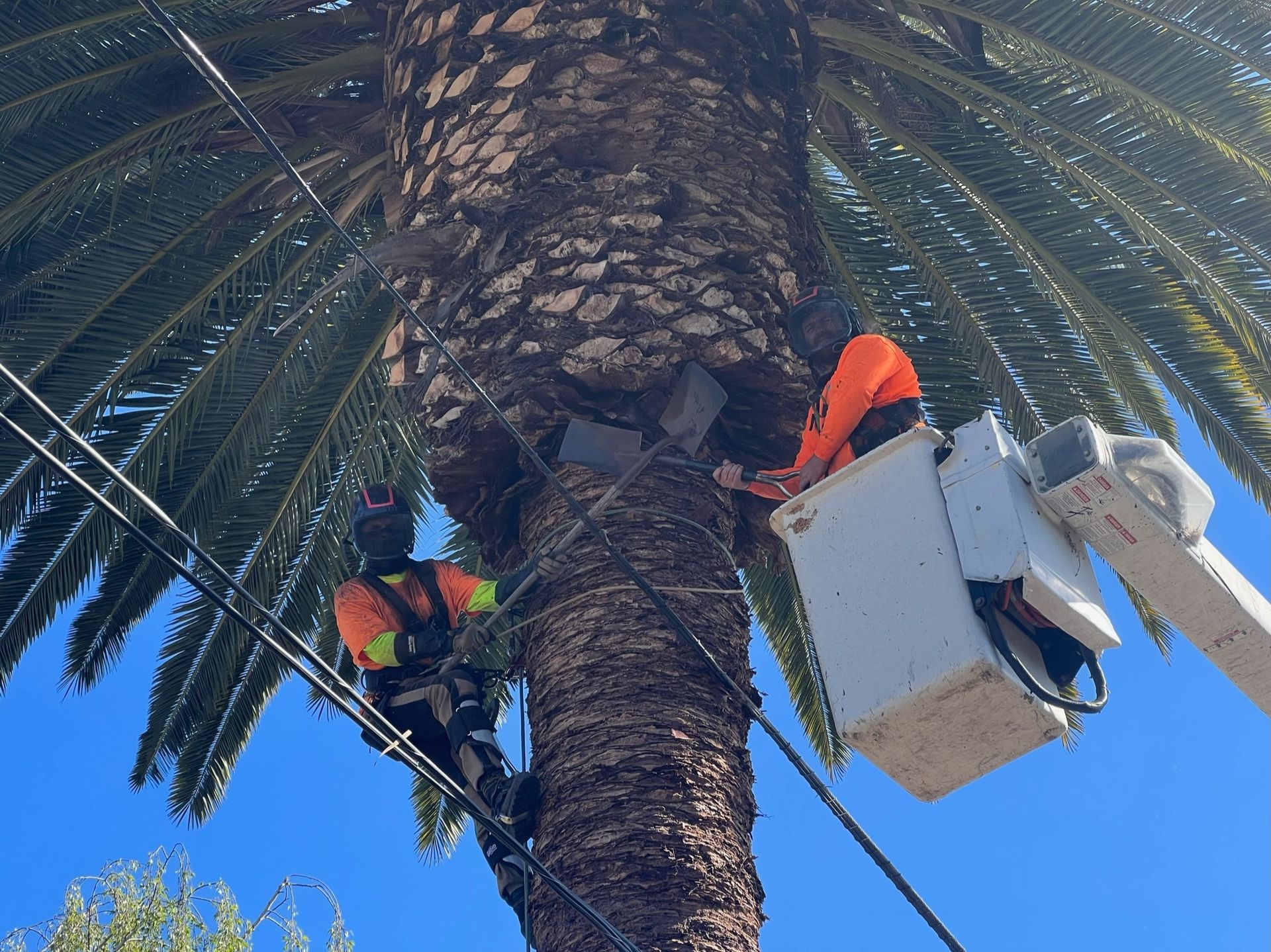 Arborist Cutting Branches — Landscaping in Santa Cruz, CA
