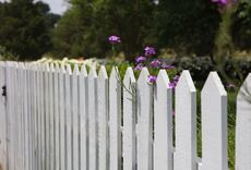 White picket fence with purple flowers in a garden