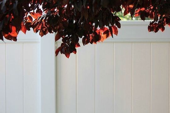 Red leaves hanging over a white paneled fence against a pale sky.