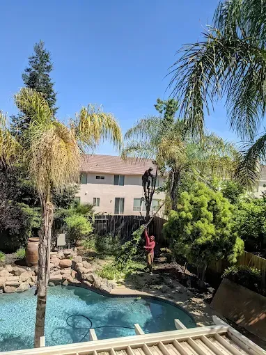 Backyard pool with tropical landscaping, palm trees, and a person on a ladder near the house