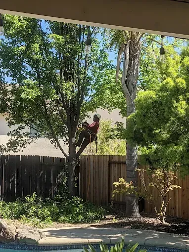 Person standing on a wooden fence in a leafy backyard, with trees and a patio below