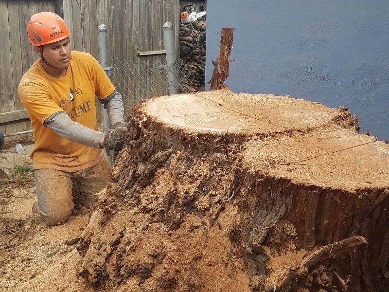 Worker in an orange helmet kneels beside a huge cut tree stump, using a tool outdoors.