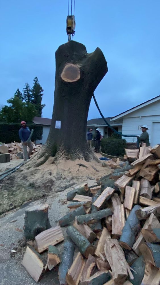A crane hoists a large tree trunk beside a pile of split firewood in a yard.