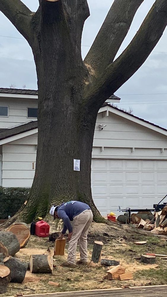 Person chopping wood beside a large tree in a yard, with a house and stacked logs in the background