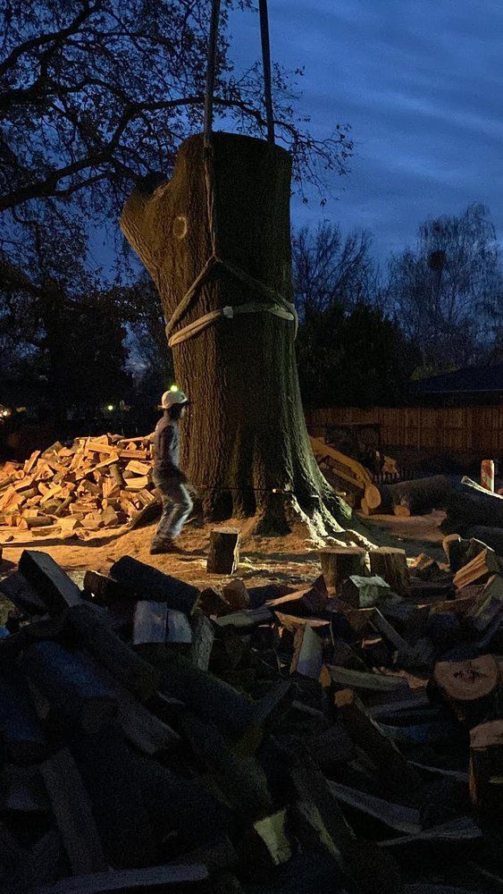 A large tree stump lit at dusk, surrounded by stacked firewood and cut logs in a wooded yard.