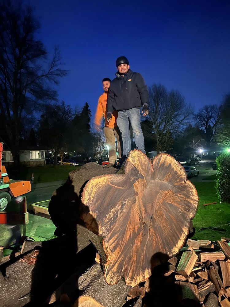 Two people standing on a large tree stump at dusk in a park, with cut logs and trees around them.