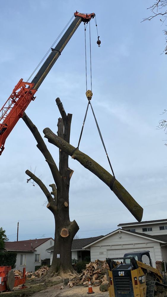 Crane lifting a large tree trunk over a residential yard during tree removal work