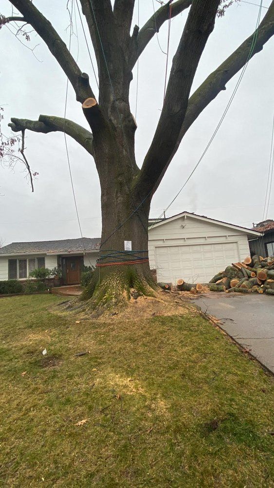Large bare tree in a front yard beside a suburban house, with a stack of cut logs by the driveway.
