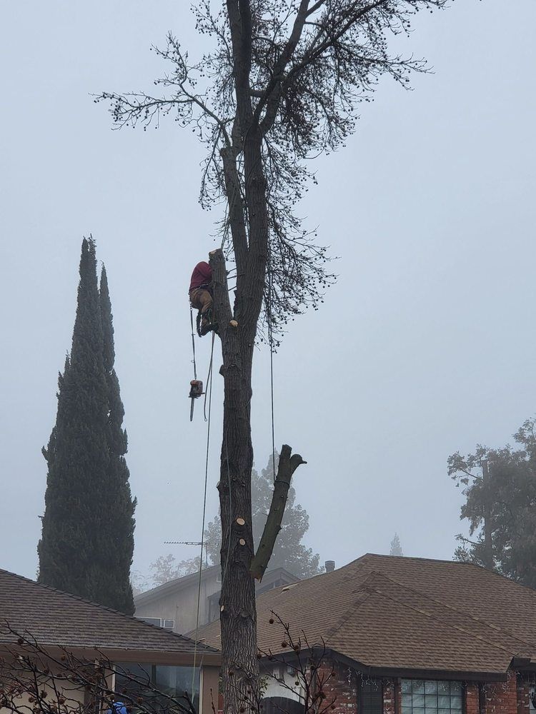 Worker in a tree trimming branches above rooftops, with a tall cypress nearby.