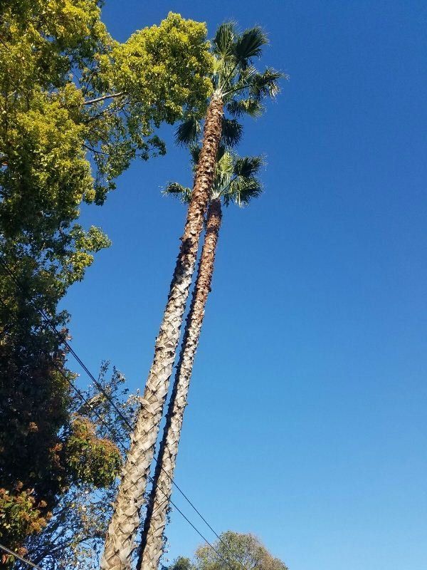 Tall palm trees against a bright blue sky, with power lines crossing below.