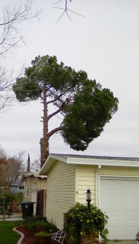Tall pine tree leaning over a pale yellow garage on an overcast suburban street