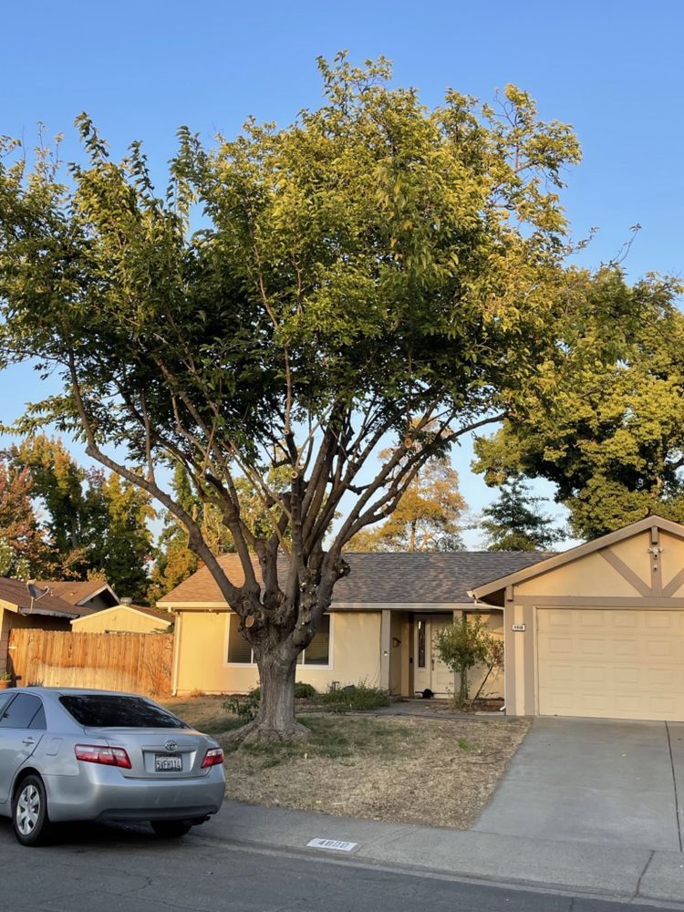 Large leafy tree in a suburban front yard beside a driveway and parked silver car at a beige house