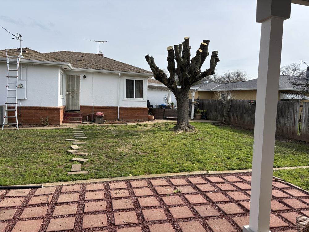 Backyard with pruned tree, stepping stones, and white house beside a red brick patio