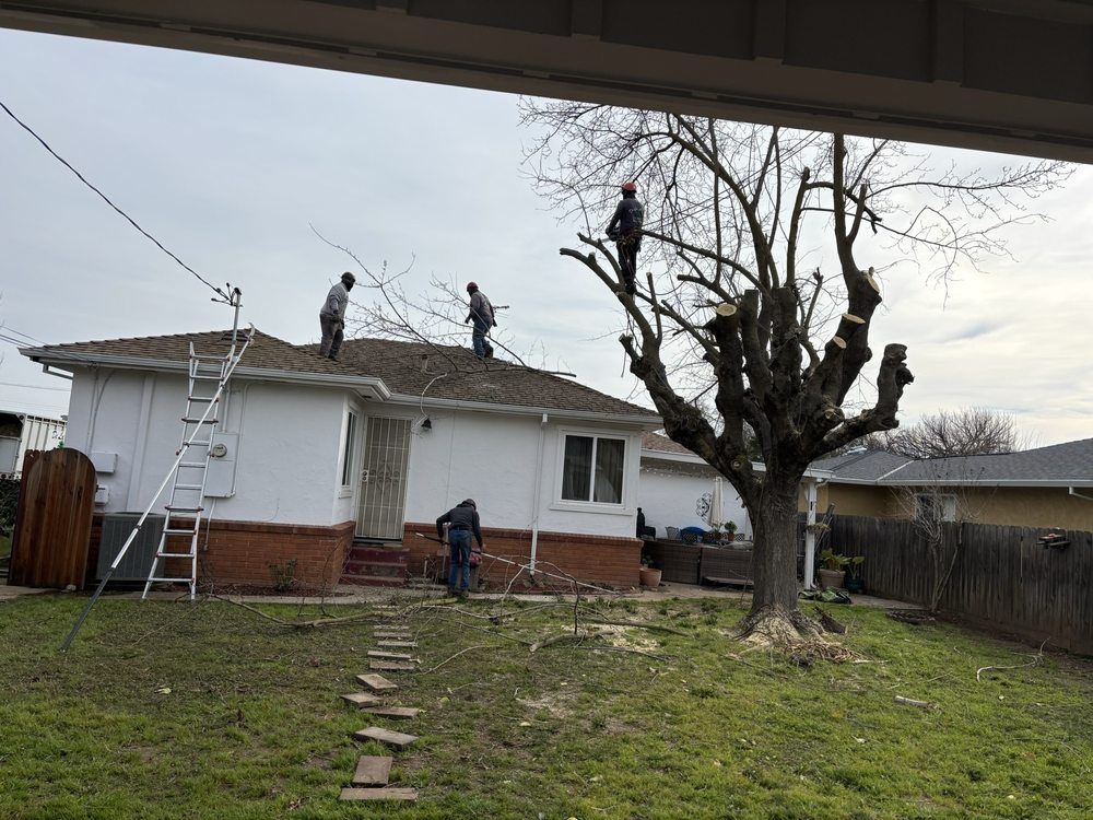 Workers on a house roof near a large trimmed tree in a suburban backyard