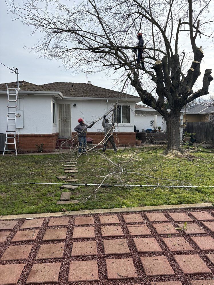 Workers trimming a large tree in a front yard beside a white house