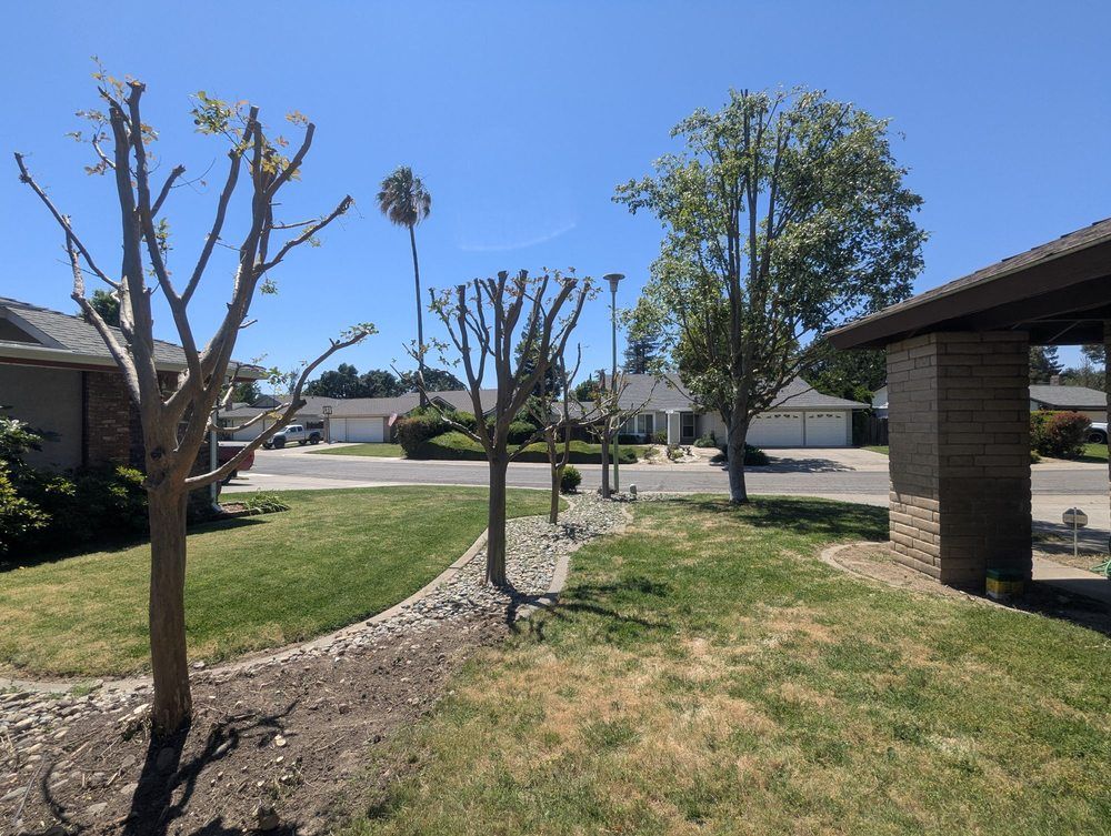 Front yard with trimmed trees, green lawn, and a brick house under a clear blue sky