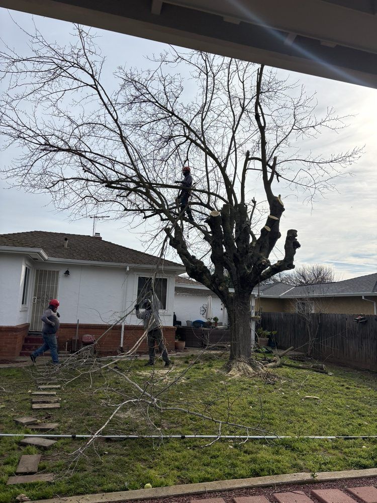 Pruned leafless tree in a backyard beside a house, with a worker and ladder nearby