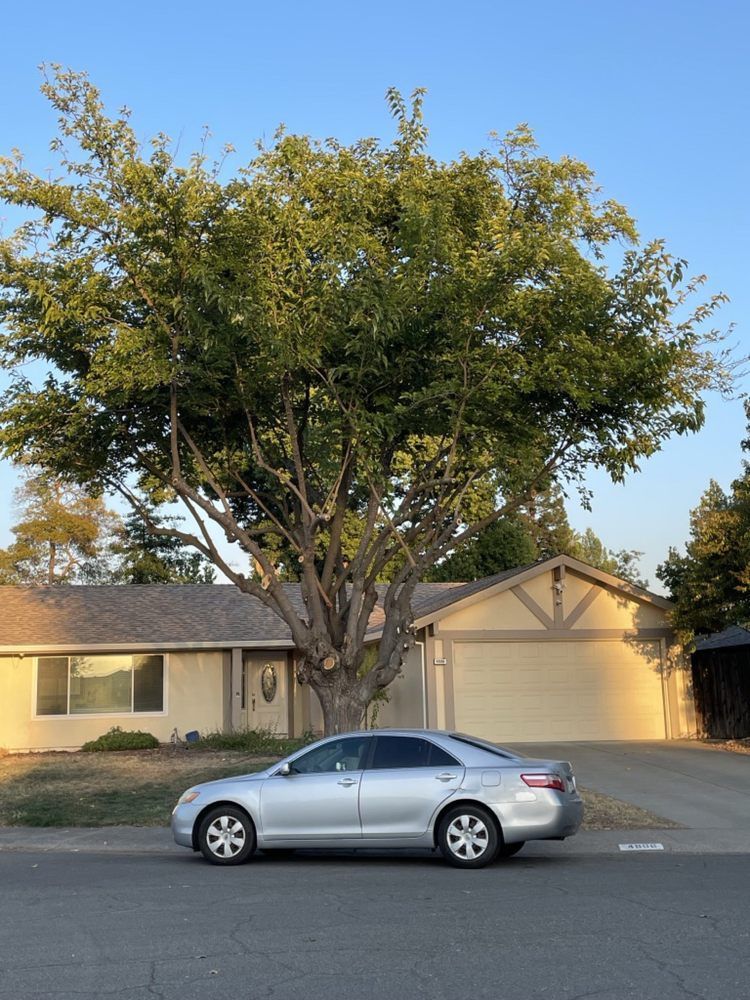 Silver car parked in front of a suburban house with a large tree in the yard