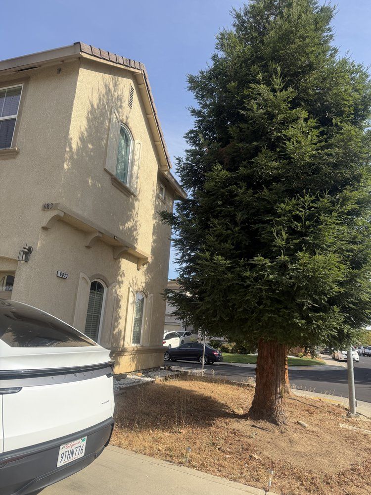 Two-story beige house beside a tall evergreen tree on a sunny street, with a white car in the foreground