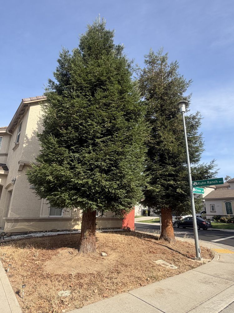 Two tall evergreen trees on a raised dirt median beside a sidewalk and streetlight under a blue sky