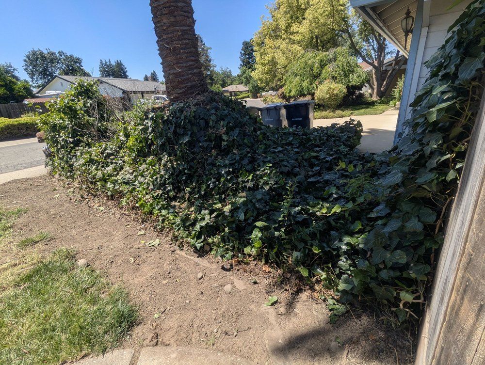 Ivy-covered fence and palm tree beside a driveway and sidewalk in a sunny yard