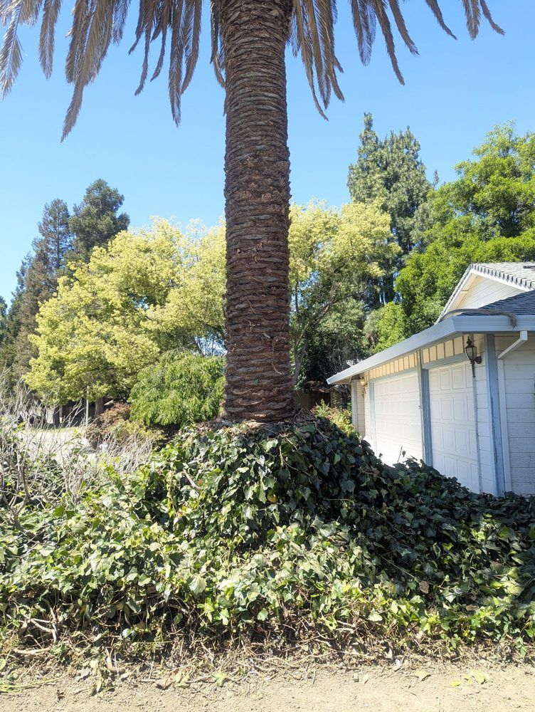 Tall palm tree in a leafy garden beside a white house under a clear blue sky.
