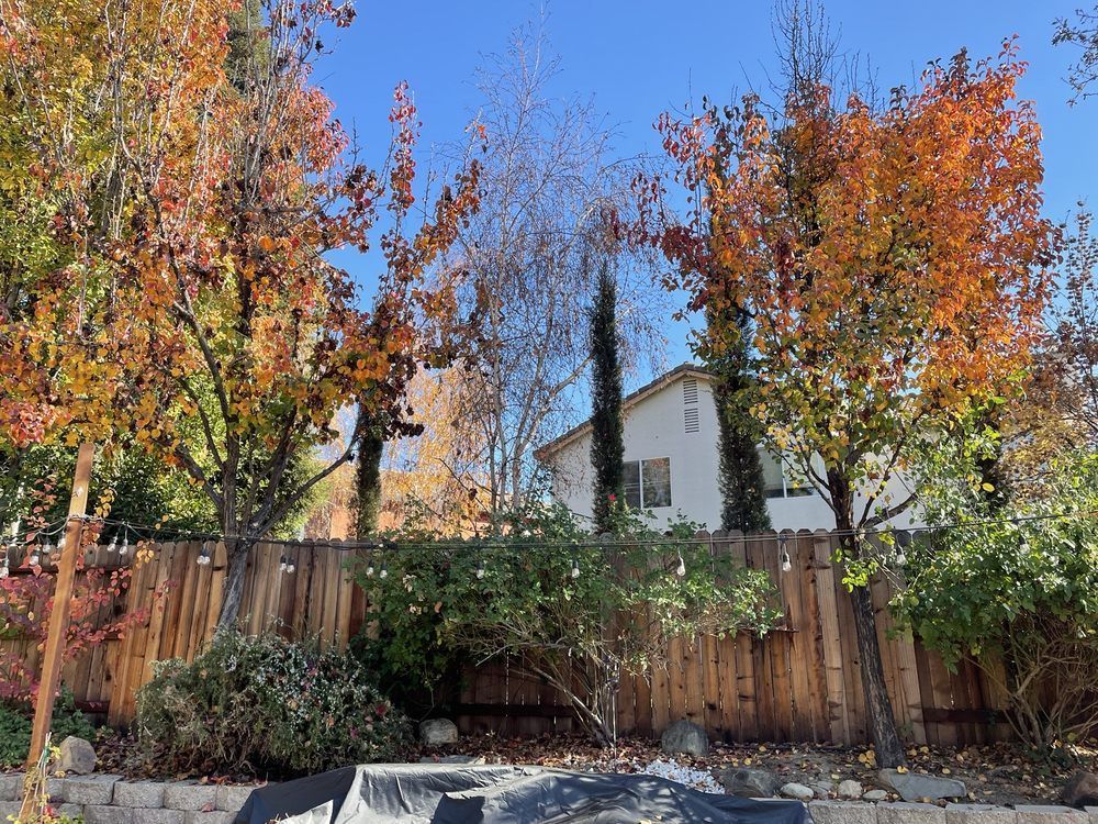Backyard with tall autumn trees, wooden fence, and a house in the background under a blue sky