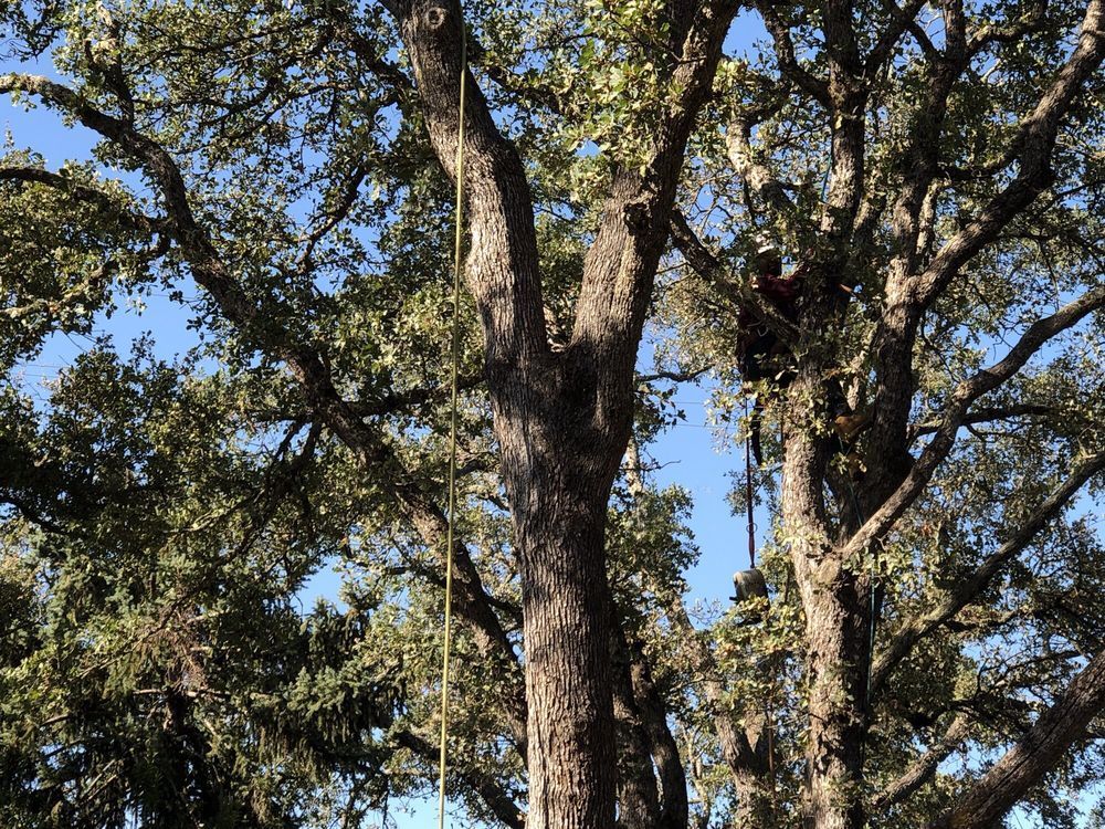Tall oak trees with dense green leaves against a blue sky