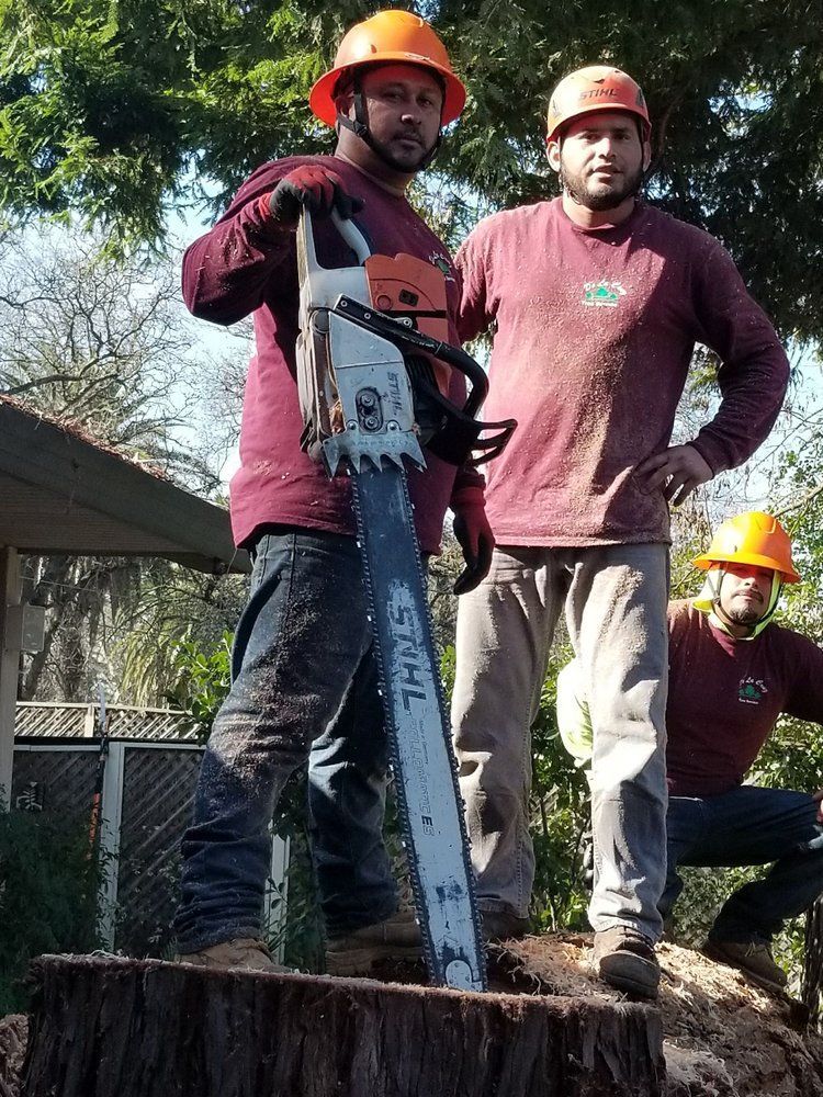 Three workers in orange hard hats standing on a fallen tree with a chainsaw in a wooded area