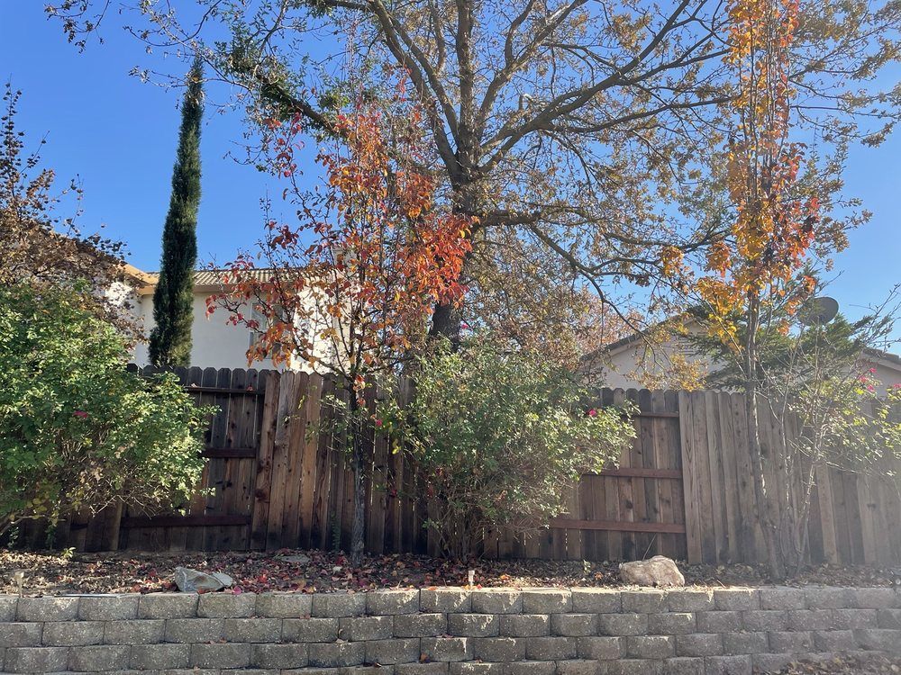 Wooden fence and house behind autumn trees under a clear blue sky