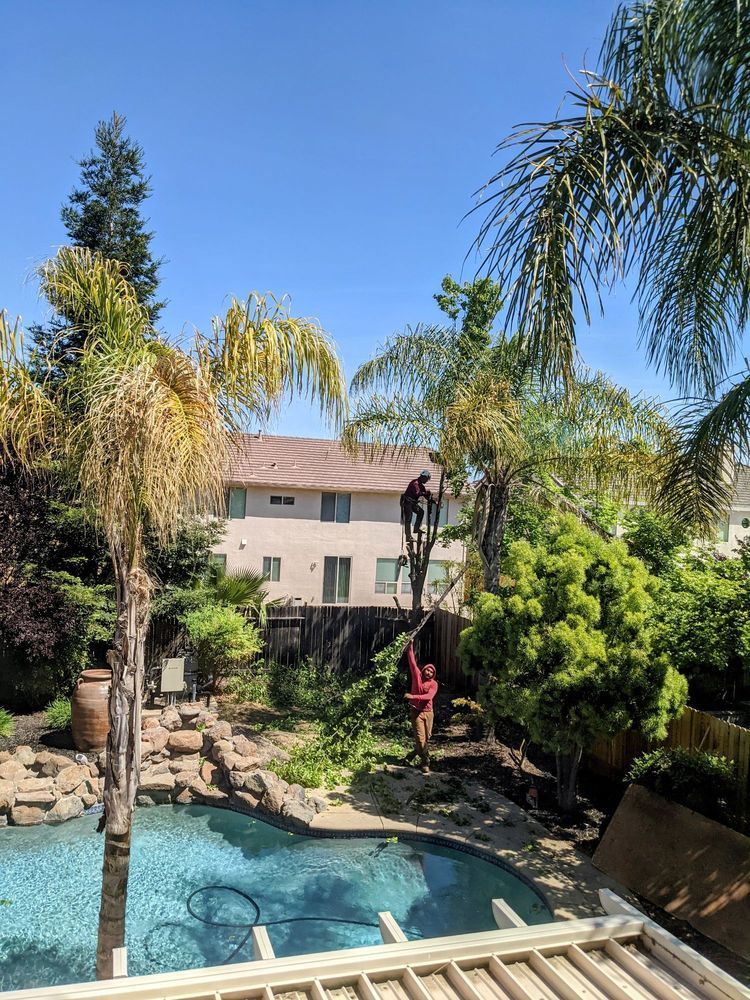 Backyard pool with palm trees and a house under a clear blue sky