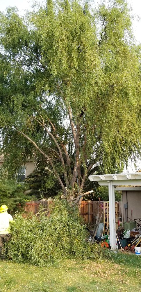 Tall tree in a yard with a person in a yellow hard hat trimming branches near a house and shed