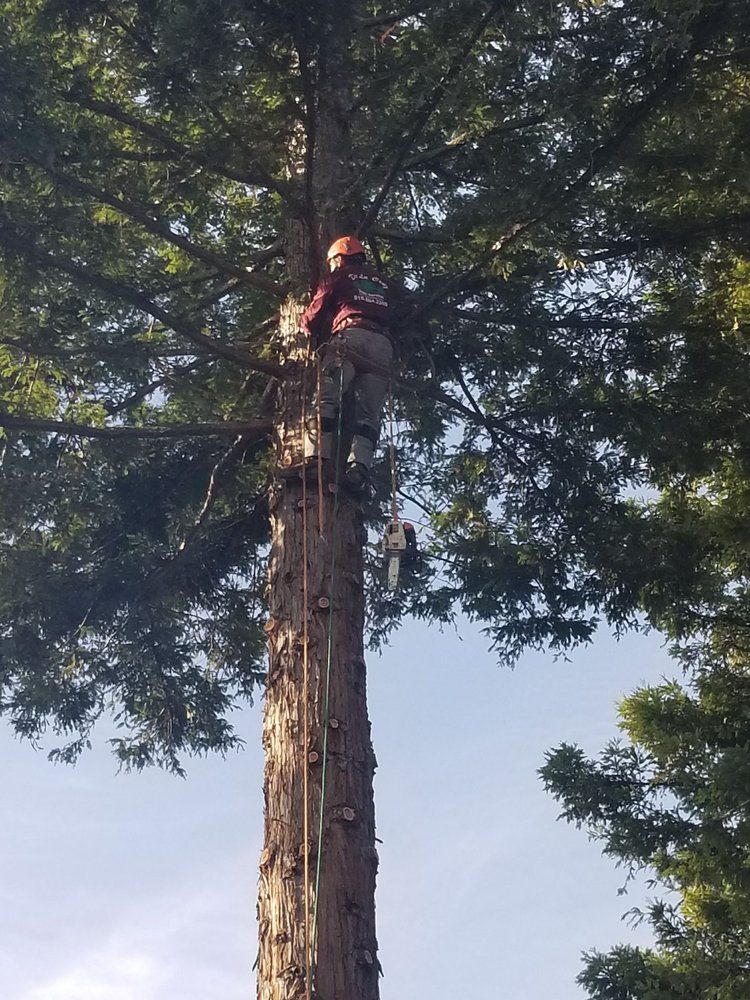 Person climbing a tall tree trunk with climbing gear, surrounded by dense green foliage