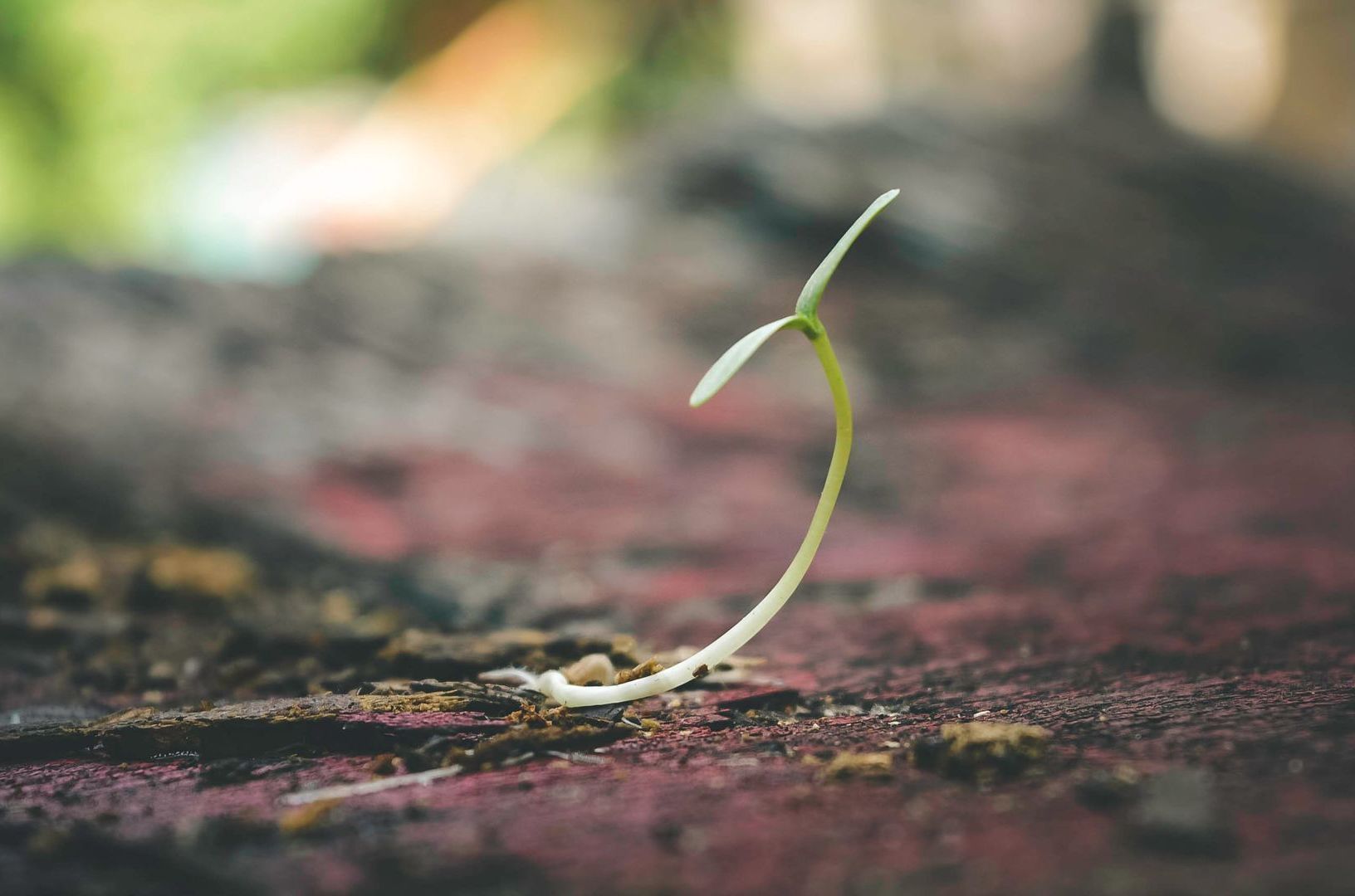 plant growing