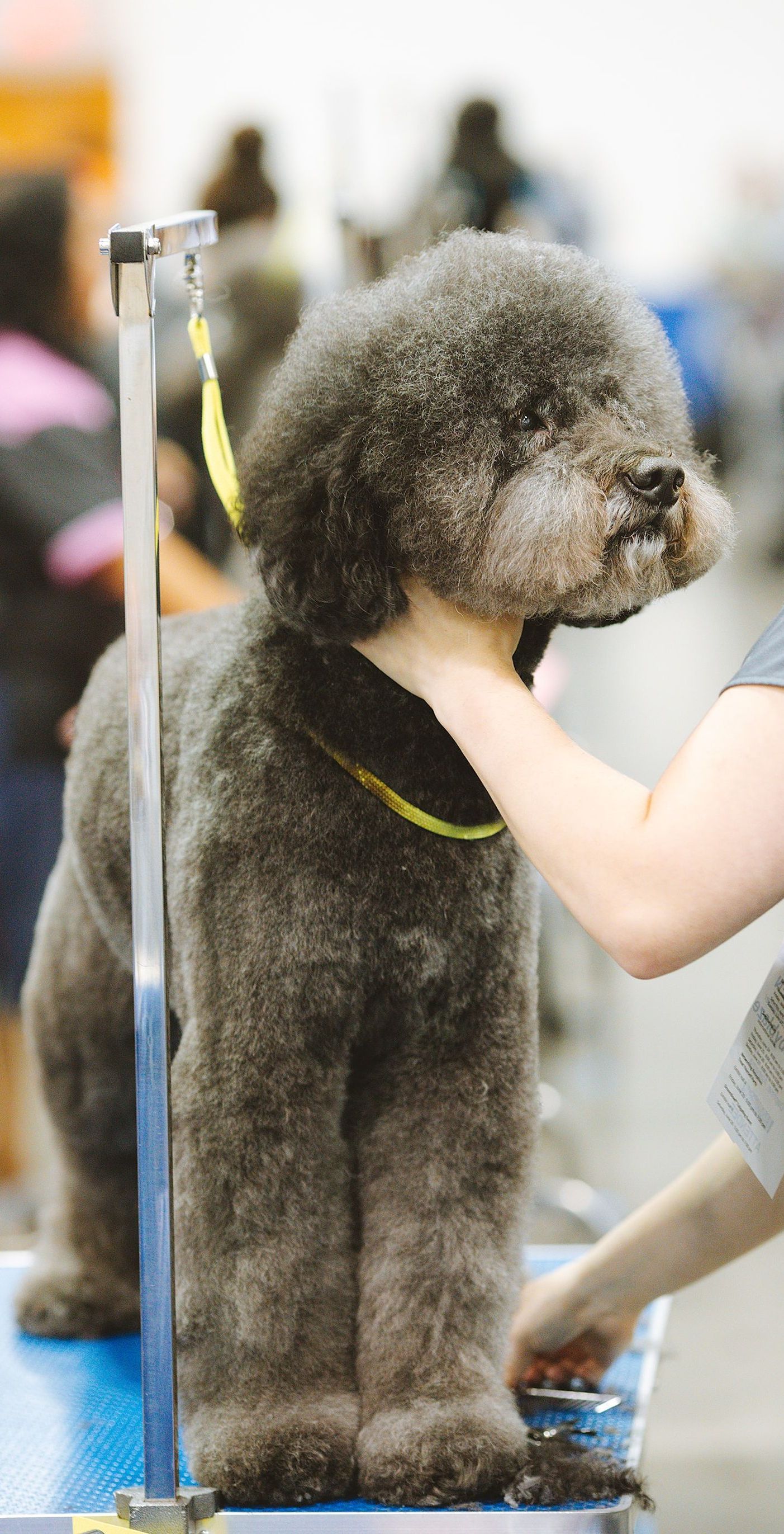 grooming a dog