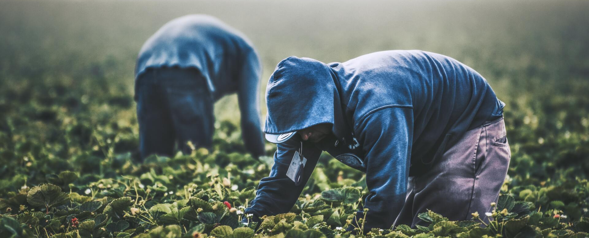 picking strawberries