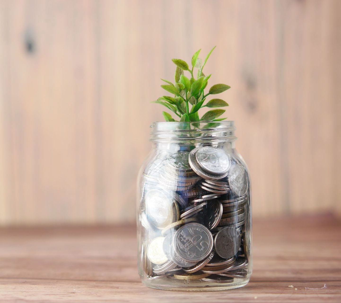 plant growing from money