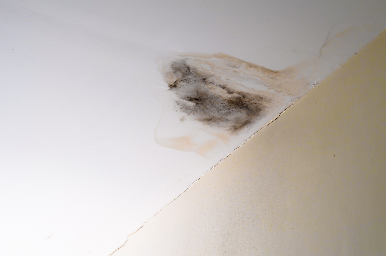 A close up of a white celing with black mold on it from a water leak.