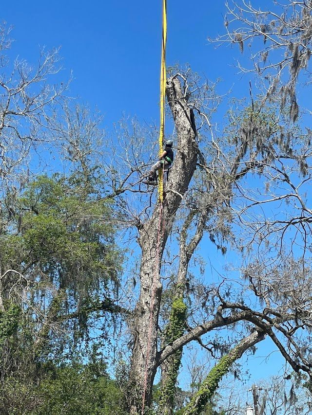 A man is climbing a tree with a rope attached to it.