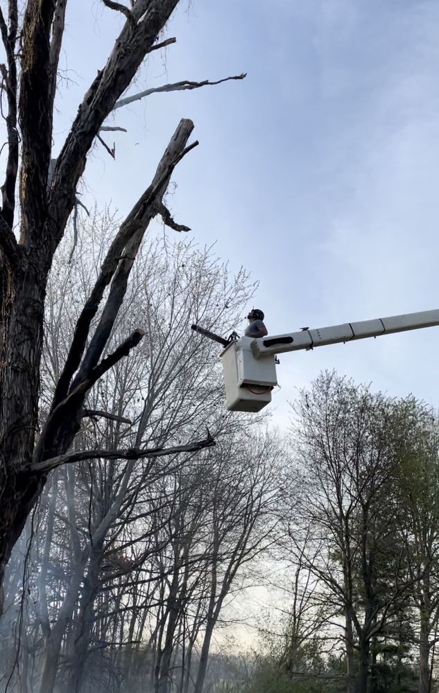 A man in a bucket is cutting a tree.