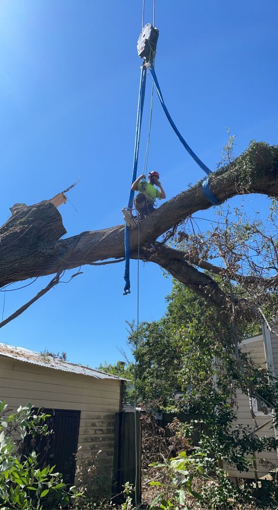 A man is climbing a tree with a crane attached to it.