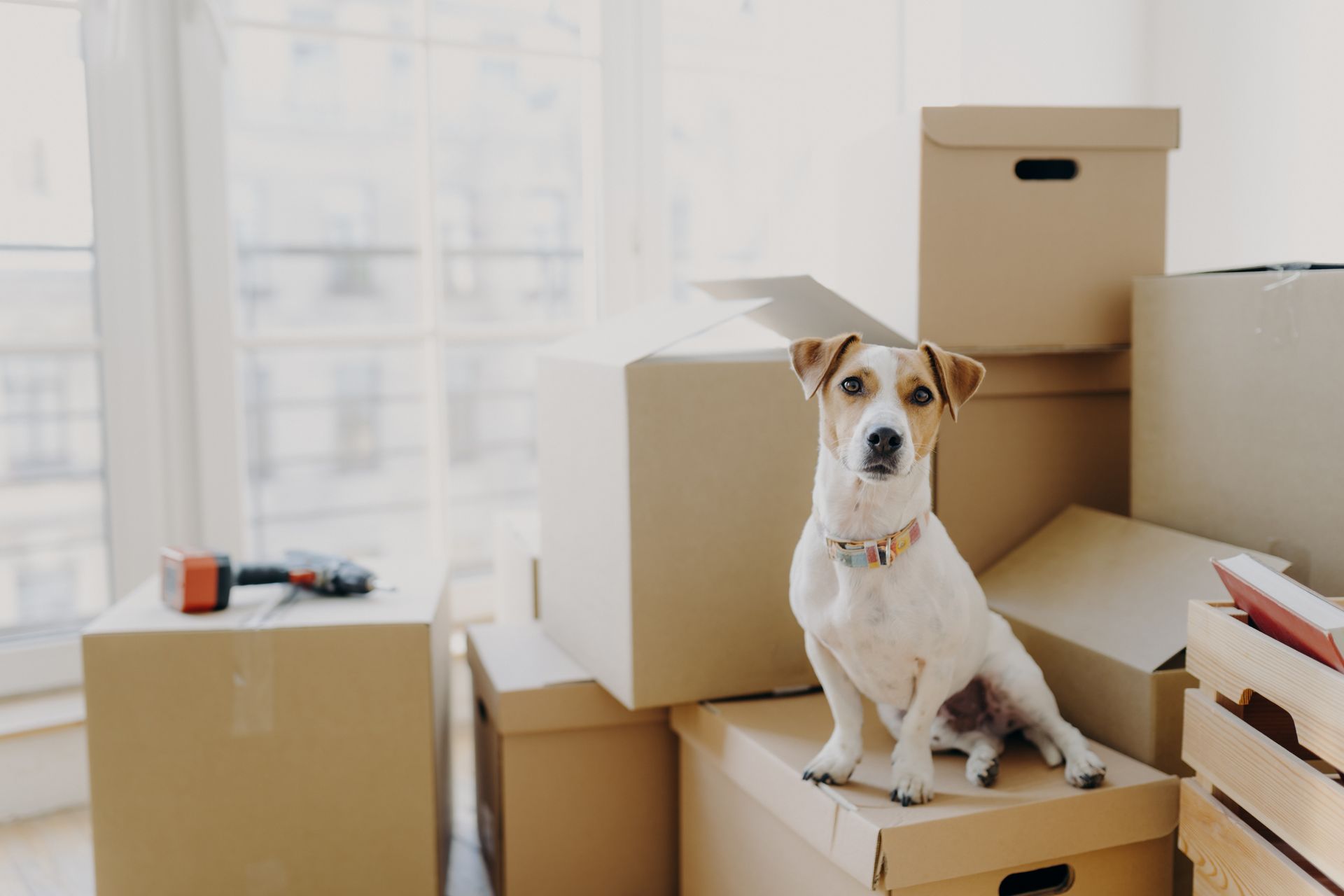 Chien assis sur des cartons dans une pièce lumineuse lors d'un déménagement, regardant la caméra.